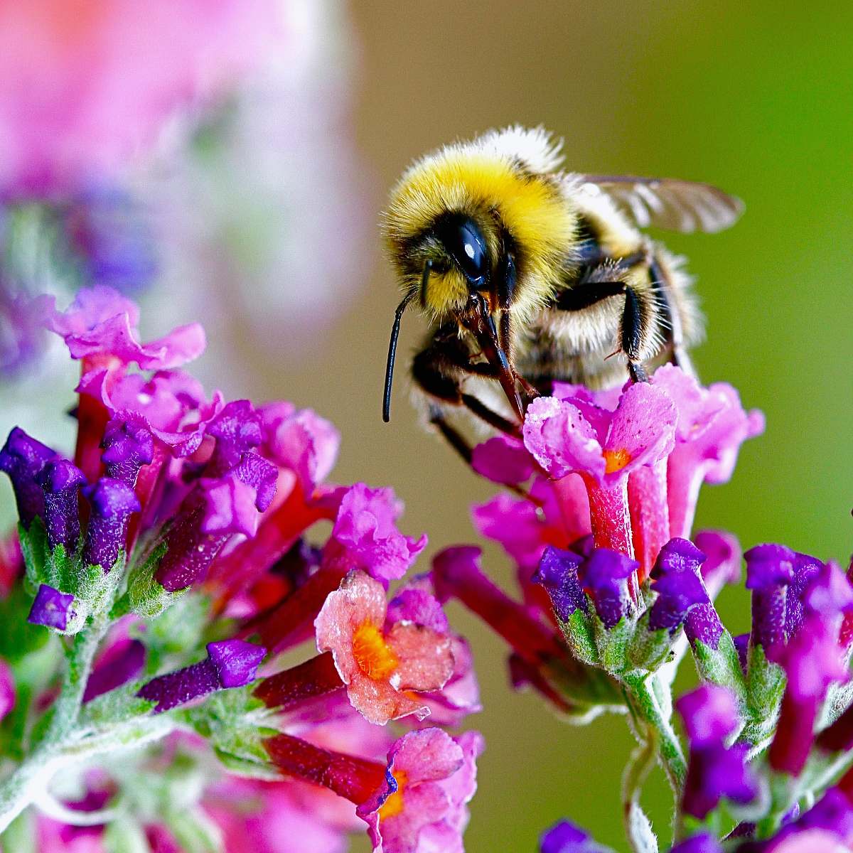 honey bee bee perching on purple flowers insect